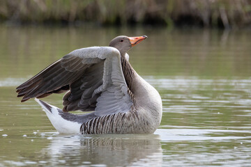 oche selvatiche, Anser anser, nel loro habitat naturale.