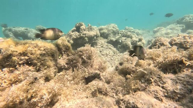 fish in the transparent sea 4k video swim without fear of anything,hot sunny weather ,fish swim in the transparent sea over sand and coral reefs ,colorful fish