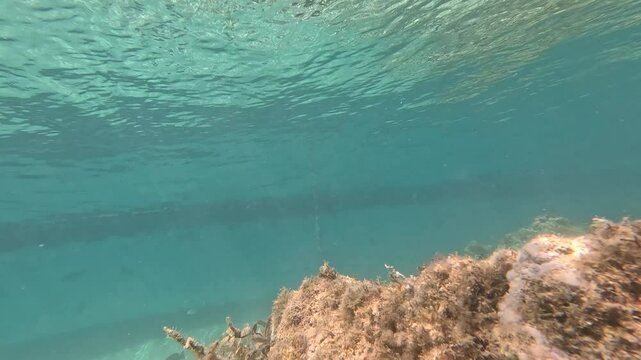 fish in the transparent sea 4k video swim without fear of anything,hot sunny weather ,fish swim in the transparent sea over sand and coral reefs ,colorful fish