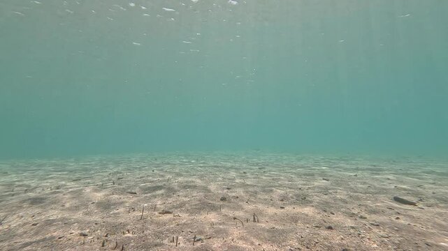 fish in the transparent sea 4k video swim without fear of anything,hot sunny weather ,fish swim in the transparent sea over sand and coral reefs ,colorful fish