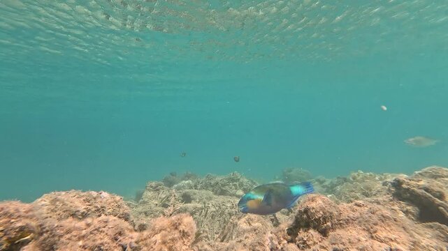 fish in the transparent sea 4k video swim without fear of anything,hot sunny weather ,fish swim in the transparent sea over sand and coral reefs ,colorful fish