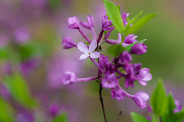 Close-up photo of purple Lilac Daphne (Daphne genkwa) flowers blooming in spring