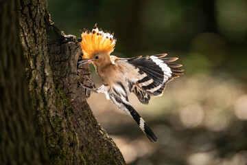 Eurasian hoopoe (Upupa epops). Crest raised while landing at tree cavity. Deep woodland shadows with sun filtering through highlight the unique crown feathers in mid-flight. © Petr Šimon
