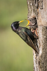 Common starling (Sturnus vulgaris). Starling offers food to loudly begging chick. Tree hollow on...