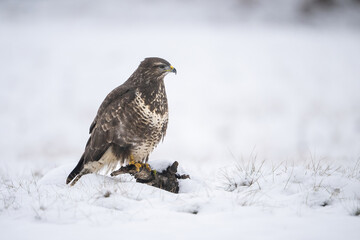 Common buzzard (Buteo buteo). Buzzard perched calmly on snowy log. Snowfield in background. Solitary and silent presence in winter light.