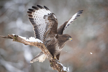 Common buzzard (Buteo buteo). Buzzard takes off from snowy branch with wings extended. Forest in...