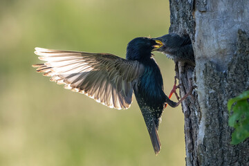 Common starling (Sturnus vulgaris). Parent delivers food mid-hover at tree cavity. Nesting site in sunlit forest clearing. Striking light on wings adds a dramatic glow to the feeding moment.