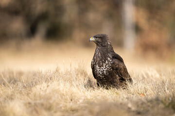 Common buzzard (Buteo buteo). Raptor stands alert in dry grassland. Golden light blends with the...