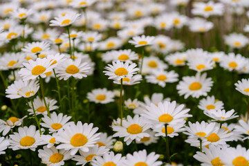Fototapeta premium Close-up of white Marguerite (Argyranthemum frutescens) flowers blooming in spring
