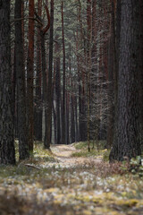 Obraz premium path in the woods