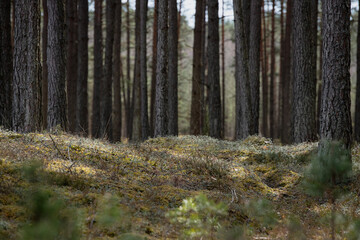 Obraz premium forest in autumn