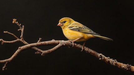Obraz premium A yellow bird perches on a branch against a dark background. Avian wildlife photo