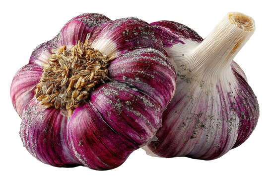 purple garlic