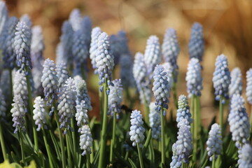 Obraz premium Muscari neglectum known as grape hyacinth, Baby's Breath. Close up.