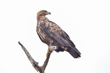 A Tawny Eagle perched on the tip of a broken dead branch