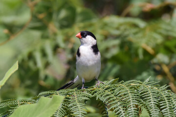 A Pin-tailed Wydah sitting up on the top of bent fern leaves