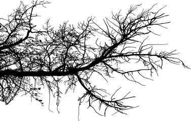 Vector illustration of natural old oak tree branch on white background
