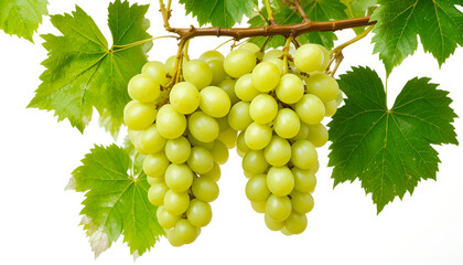 Obraz premium Green Grapes on Stem with Leaves Isolated on White for Healthy Eating and Harvest Concepts Featuring Fresh Bunches of Light Green Fruit for Food Imagery: Green, Grapes, Stem, Leaves, Isolated, White.