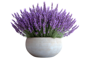 Fototapeta premium Purple Lavender Flowers in a Pot Isolated on Black Background