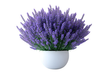 Fototapeta premium Purple Lavender Flowers in White Pot Floral Arrangement Home Decor Botanical Photography
