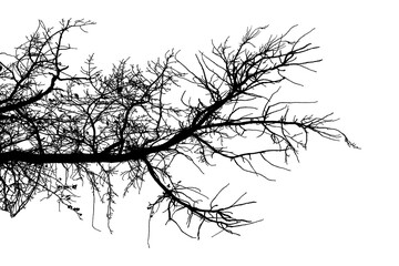 Black and white illustration of natural large old oak tree branch with leaves on transparent background