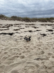 Mallard Duck Walking on Sandy Beach with Dunes and Cloudy Sky