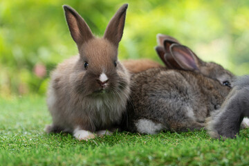 Adorable baby rabbits ears bunny sitting together on the green grass. Family tiny furry baby brown white bunny rabbits playful on the meadow. Easter family animal pet bunny concept.