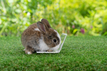 Adorable baby rabbit bunny with small laptop sitting on the green grass. Lovely infant rabbit white brown bunny looking at notebook screen on lawn natural background. Easter fluffy animal pet concept.