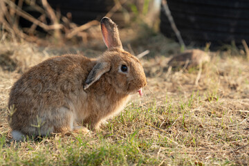 Chubby rabbit bunny sitting dry meadow sunlight at countryside nature background. Fluffy young cute rabbit brown bunny sitting on dry field looking something in garden outdoor. Easter mammal pet.
