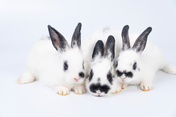 Adorable furry baby bunny rabbits sitting and lying together playful over isolated white background. Three lovely cuddle family rabbits sitting playful together on white. Easter animal family concept.