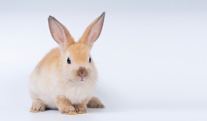 Adorable baby rabbit bunnies brown looking at something sitting playful over isolated white...