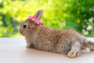 Adorable baby rabbit bunny with white red paper roses on head sitting on wood green bokeh background. Newborn rabbit bunny with blossom flower on hair playful on wooden. Easter animal pet concept.