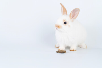 Furry baby bunny feeding carrot cookie on isolated background. Adorable tiny rabbit white and brown bunny hungry eating cookie carrot while sitting over white background. Easter animal bunny and food.