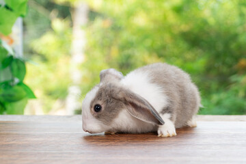Lovely baby rabbit furry bunny looking something sitting alone on wooden over blurred green nature...