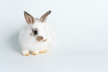 Adorable newborn baby rabbit bunnies looking at camera while sitting over isolated white background. Fluffy white brown bunny easter rabbit sitting on white background. Easter bunny animal concept.