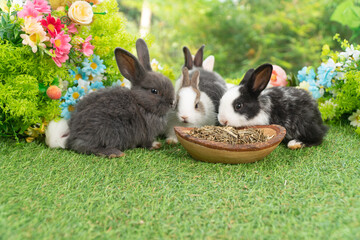 Healthy infants rabbits bunny hungry eating dry alfalfa field in wooden bowl sitting together on green grass flower spring background. Four baby rabbits mammal bunny feeding alfalfa grass spring time.