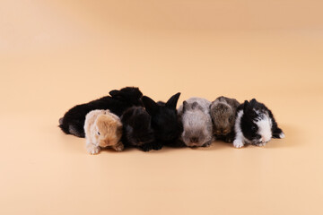 Group of little newborn bunny furry rabbits lying down together over isolated pastel background. Family lovely baby rabbits small bunny sitting playful on orange background. Easter holiday concept.