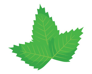 Indian Spices Fresh Green Leaf Medicinal Herb Natural Culinary Ingredient Vector