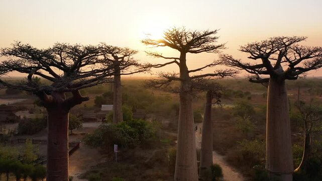 Sunset view of Baobab trees. Western Madagascar