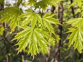 Close-up of vibrant green maple leaves shining in sunlight with natural background