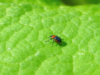 A bug is on a green leaf