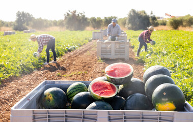 Harvested fresh ripe watermelons in large box. Workers gathering sweet fruits on plantation.