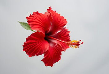 Vibrant Red Hibiscus Flower Isolated on White for Tropical Beauty Concepts Featuring a Single Bloom with Yellow Stamen and Green Stem for Summer and Nature Imagery: Vibrant, Red, Hibiscus, Flower, Iso