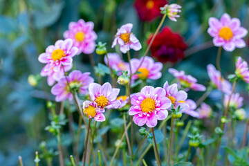 Pink flowers with a yellow center are growing in a garden