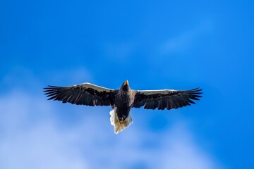 青空バックに頭上を悠然と飛ぶオオワシ