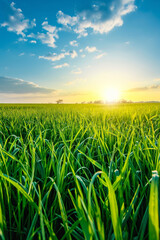 Fototapeta premium Lush green field under a glowing sunrise sky. Perfect for Earth Day, eco-friendly themes, agricultural visuals, or seasonal spring and summer designs.