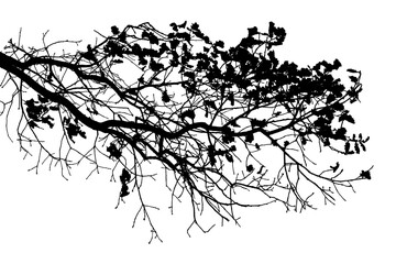 Black and white illustration of natural large old oak tree branch with leaves on white background