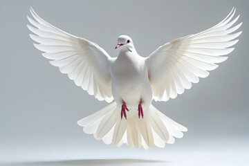 Obraz premium White Dove in Flight Isolated on White for Peace and Freedom Concepts Featuring a Pure Bird with Wings Spread Wide in a Graceful Flying Pose for Spirituality Imagery: White, Dove, Flight, Isolated.