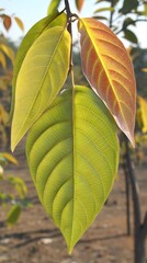 Vibrant Green and Red Autumn Leaves Closeup