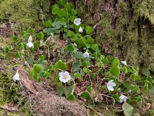 Wood-Sorrel (Oxalis acetosella) in a British woodland